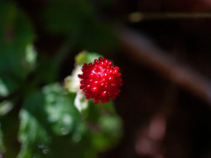 foto natura