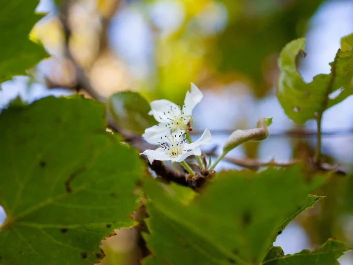 foto natura