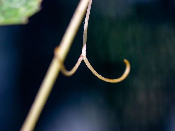 foto natura