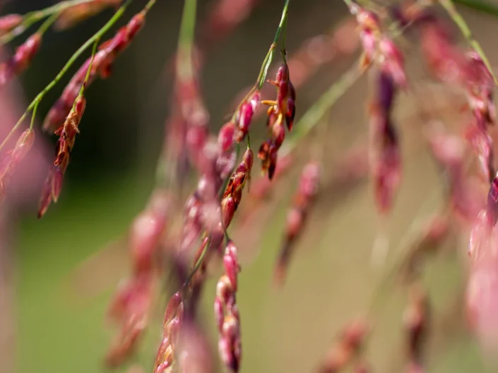 foto natura