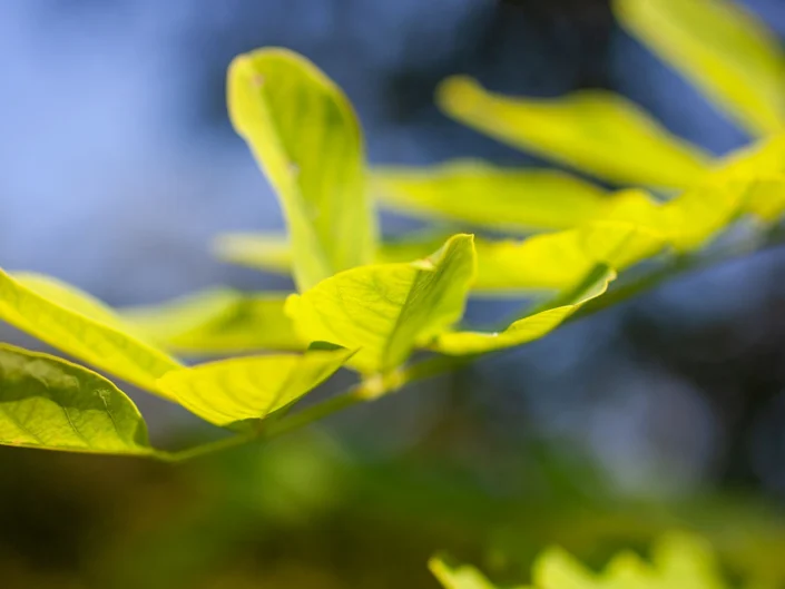 foto natura