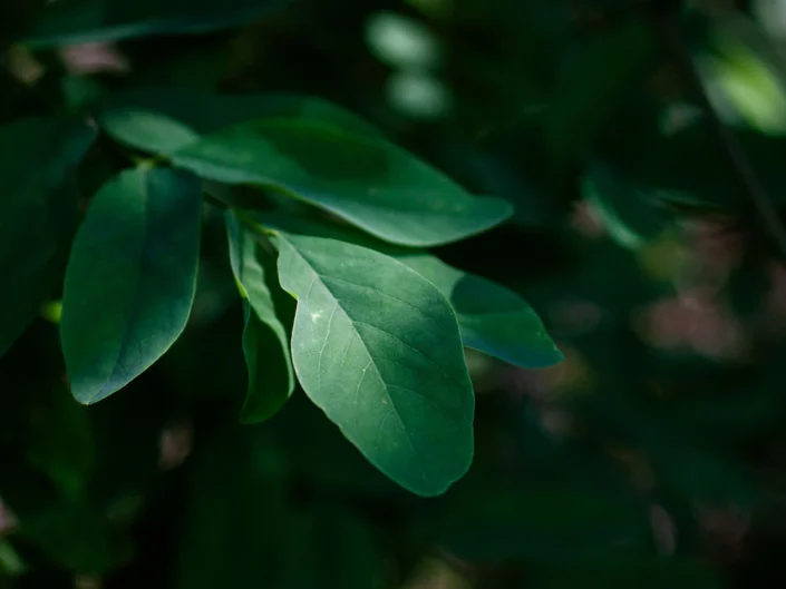 foto natura