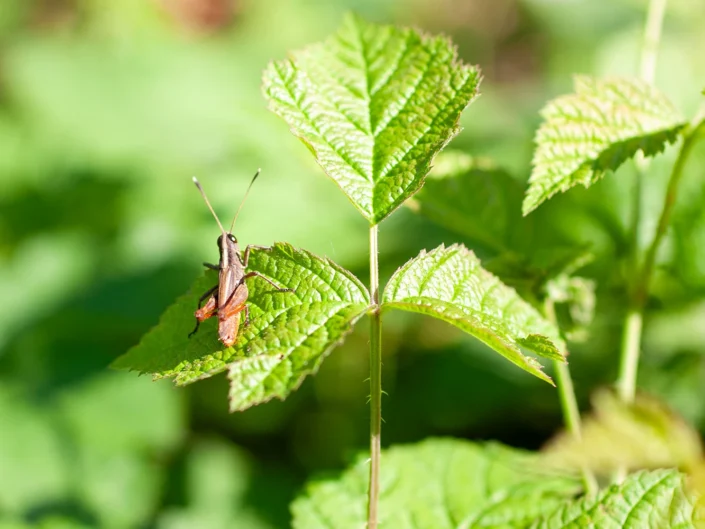 foto natura