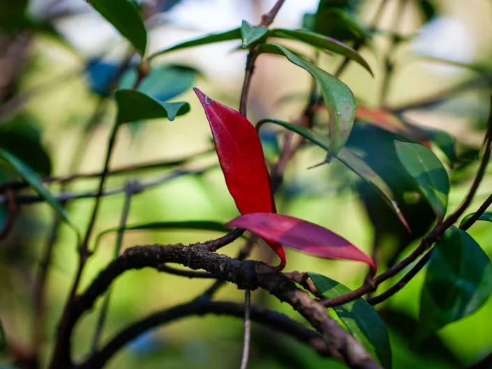 foto natura