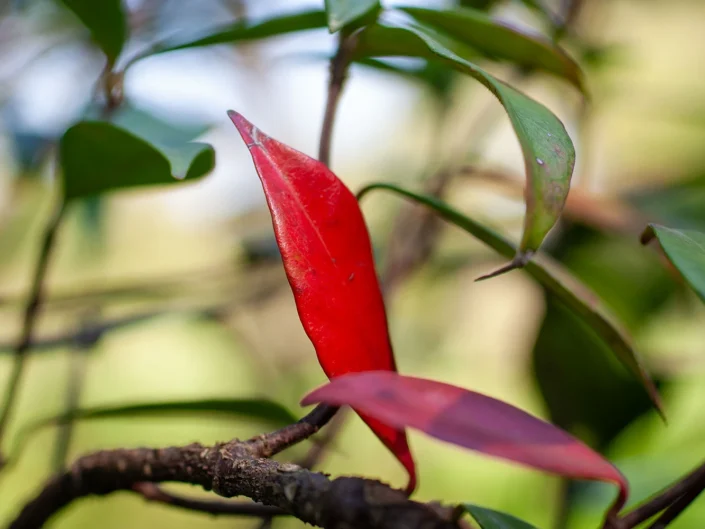 foto natura