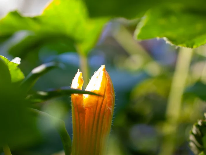 foto natura