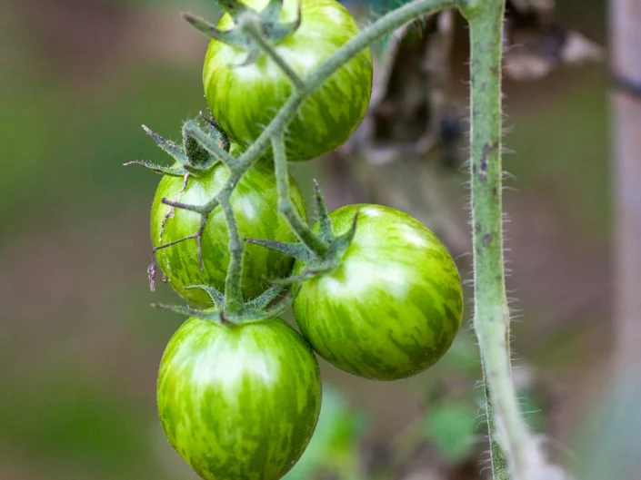 foto natura