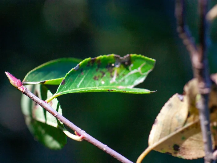 foto natura