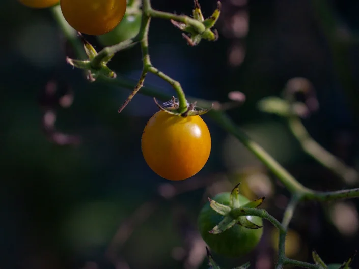 foto natura