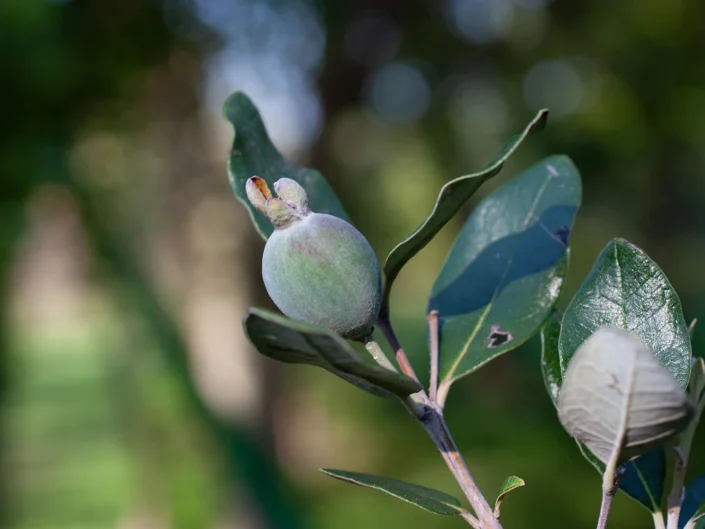 foto natura