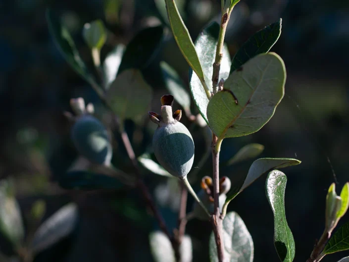 foto natura